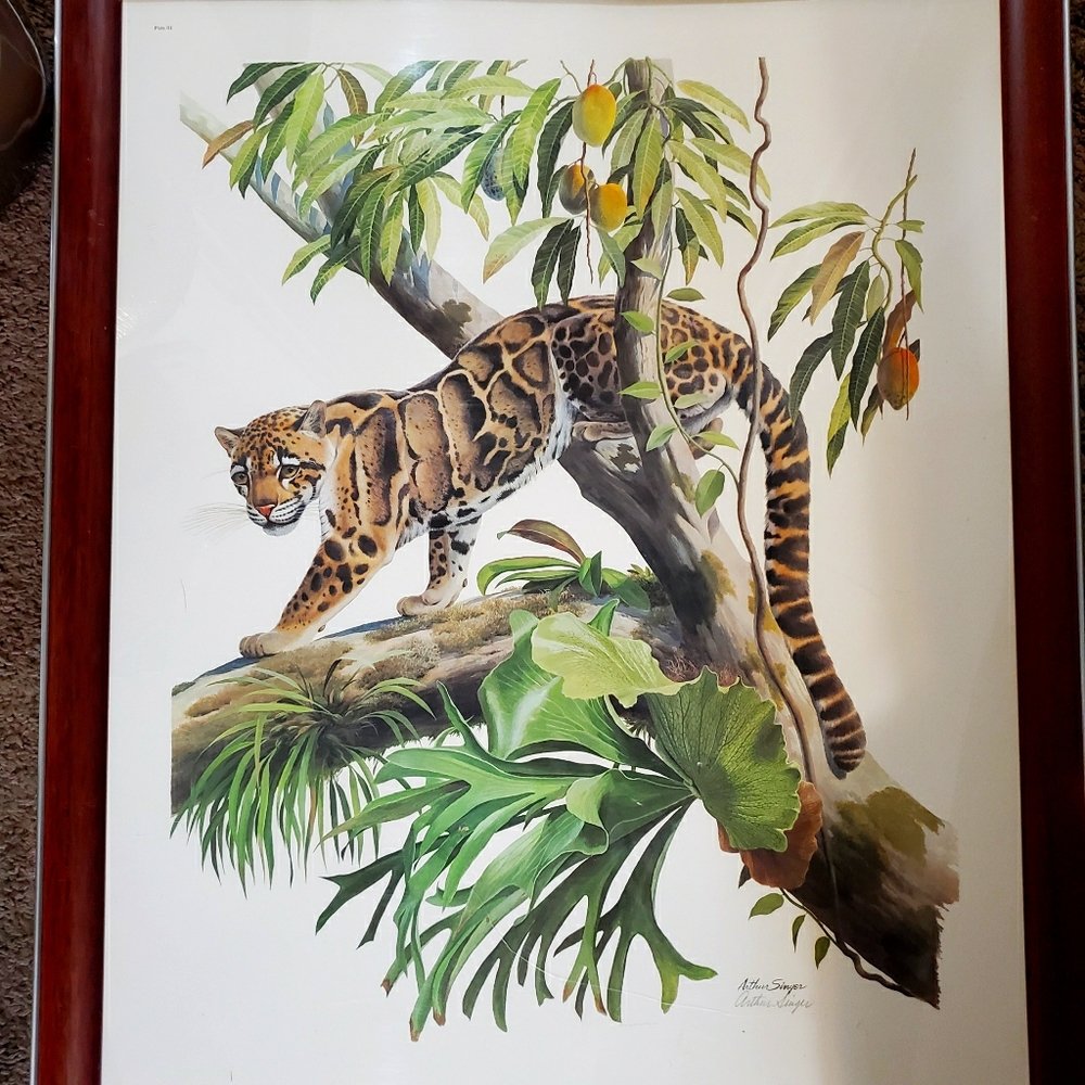 Arthur Singer Clouded Leopard Signed Print Framed 22 by 28